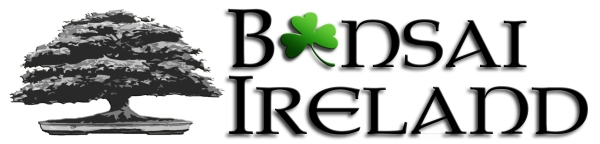 Bonsai_Ireland_2